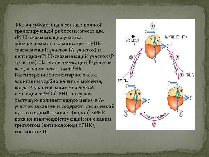  Малая субчастица в составе полной транслирующей рибосомы имеет два т. РНК-связывающих участка, обозначаемых