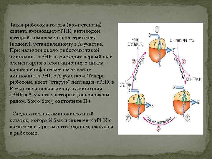 Такая рибосома готова (компетентна) связать аминоацил-т. РНК, антикодон которой комплементарен триплету (кодону), установленному