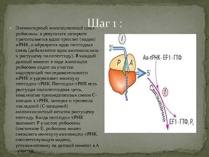 Шаг 1 : Элементарный элонгационный цикл рибосомы, в результате которого прочитывается один триплет (кодон)