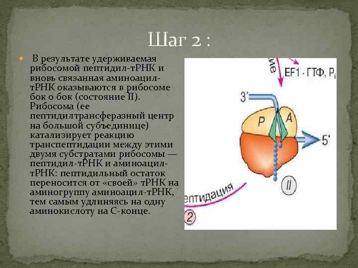 Шаг 2 : В результате удерживаемая рибосомой пептидил-т. РНК и вновь связанная аминоацилт. РНК