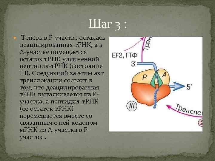 Шаг 3 : Теперь в Р-участке осталась деацилированная т. РНК, а в А-участке помещается