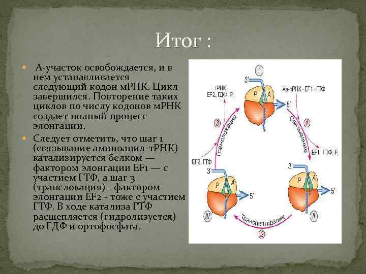 Итог : А-участок освобождается, и в нем устанавливается следующий кодон м. РНК. Цикл завершился.