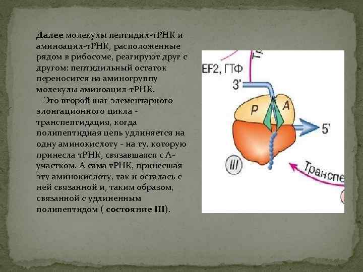 Далее молекулы пептидил-т. РНК и аминоацил-т. РНК, расположенные рядом в рибосоме, реагируют друг с