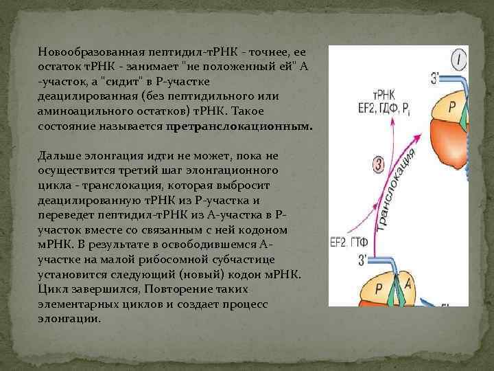 Новообразованная пептидил-т. РНК - точнее, ее остаток т. РНК - занимает "не положенный ей"