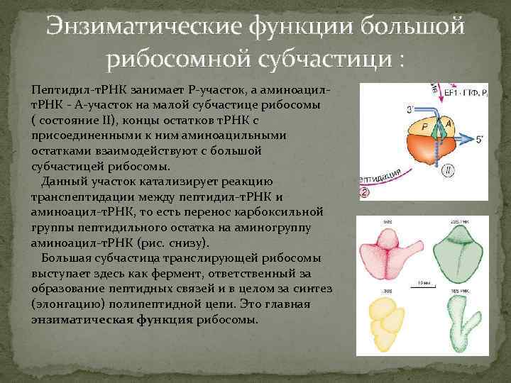 Энзиматические функции большой рибосомной субчастици : Пептидил-т. РНК занимает Р-участок, а аминоацилт. РНК -