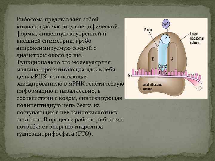 Рибосома представляет собой компактную частицу специфической формы, лишенную внутренней и внешней симметрии, грубо аппроксимируемую