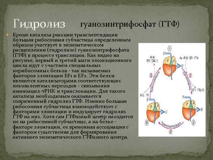 Гидролиз гуанозинтрифосфат (ГТФ) Кроме катализа реакции транспептидации большая рибосомная субчастица определенным образом участвует в