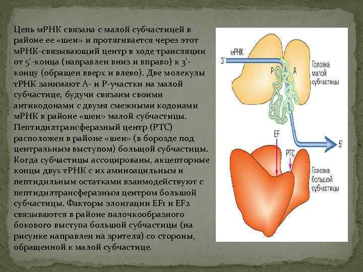 Цепь м. РНК связана с малой субчастицей в районе ее «шеи» и протягивается через