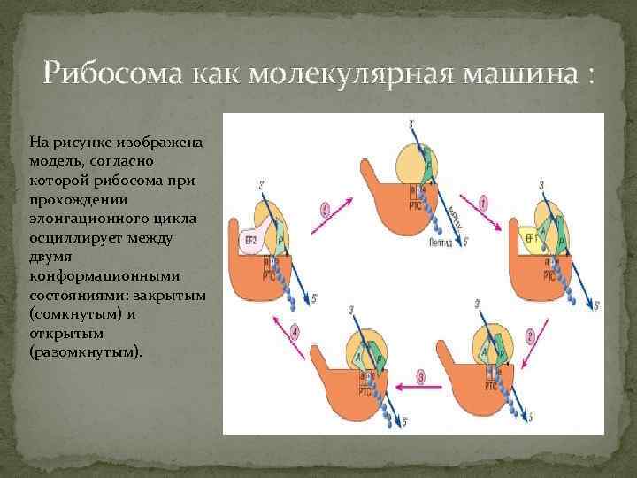 Рибосома как молекулярная машина : На рисунке изображена модель, согласно которой рибосома при прохождении