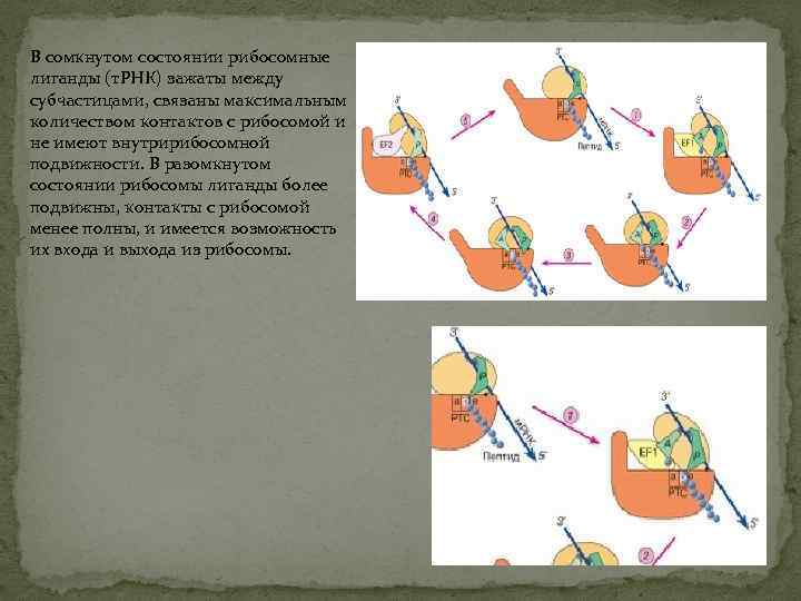 В сомкнутом состоянии рибосомные лиганды (т. РНК) зажаты между субчастицами, связаны максимальным количеством контактов