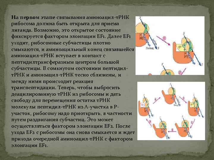 На первом этапе связывания аминоацил-т. РНК рибосома должна быть открыта для приема лиганда. Возможно,