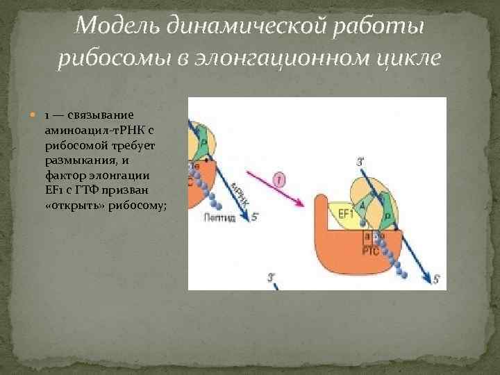 Модель динамической работы рибосомы в элонгационном цикле 1 — связывание аминоацил-т. РНК с рибосомой