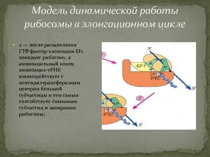 Модель динамической работы рибосомы в элонгационном цикле 2 — после расщепления ГТФ фактор элонгации
