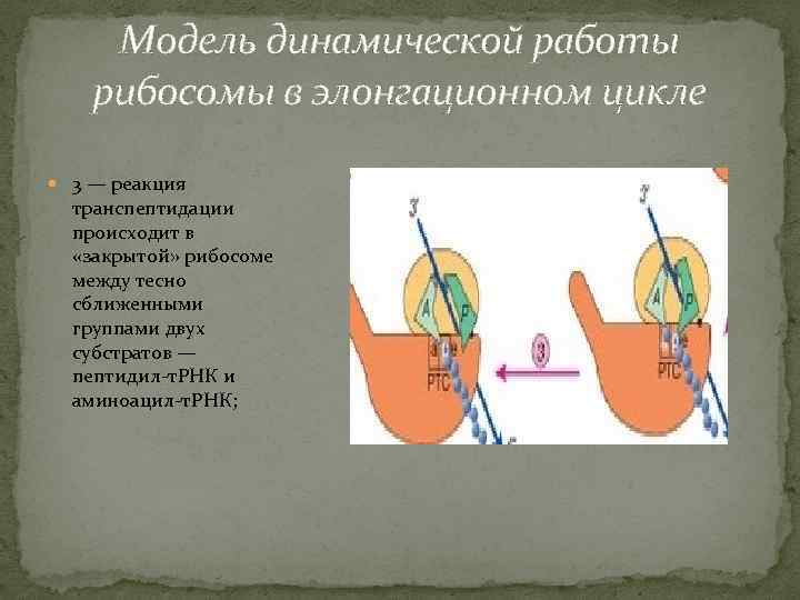 Модель динамической работы рибосомы в элонгационном цикле 3 — реакция транспептидации происходит в «закрытой»