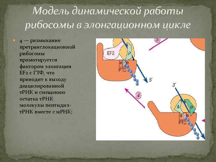 Модель динамической работы рибосомы в элонгационном цикле 4 — размыкание претранслокационной рибосомы промотируется фактором