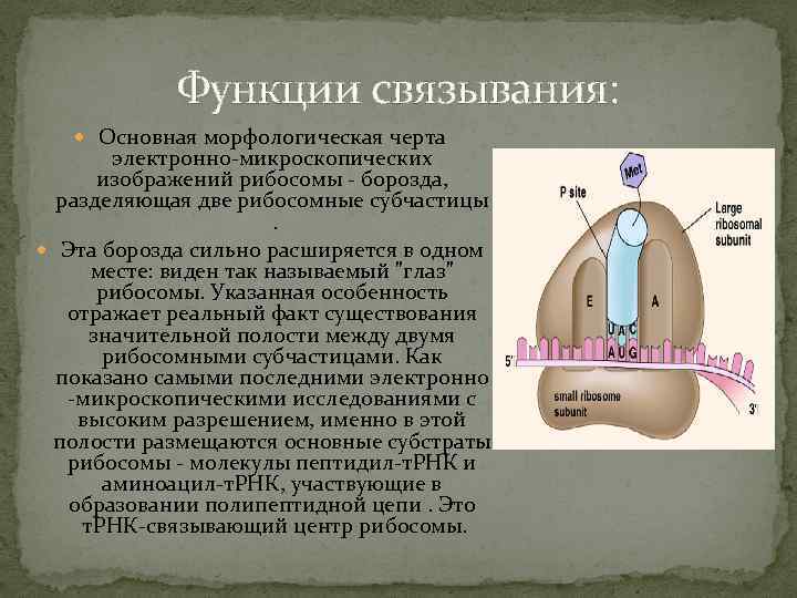 Функции связывания: Основная морфологическая черта электронно-микроскопических изображений рибосомы - борозда, разделяющая две рибосомные субчастицы