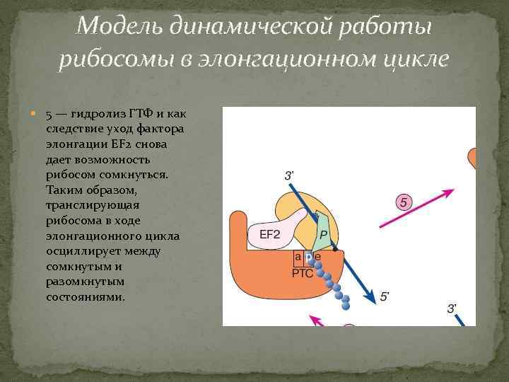 Модель динамической работы рибосомы в элонгационном цикле 5 — гидролиз ГТФ и как следствие