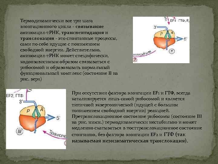 Термодинамически все три шага элонгационного цикла - связывание аминоацил-т. РНК, транспептидация и транслокация -