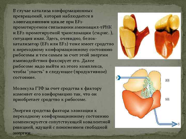 В случае катализа конформационных превращений, которая наблюдается в элонгационном цикле при EF 1 промотируемом