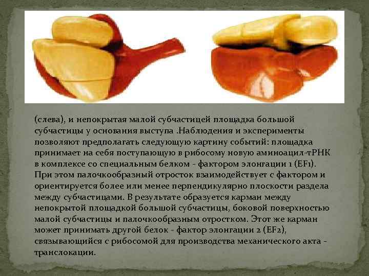 (слева), и непокрытая малой субчастицей площадка большой субчастицы у основания выступа. Наблюдения и эксперименты