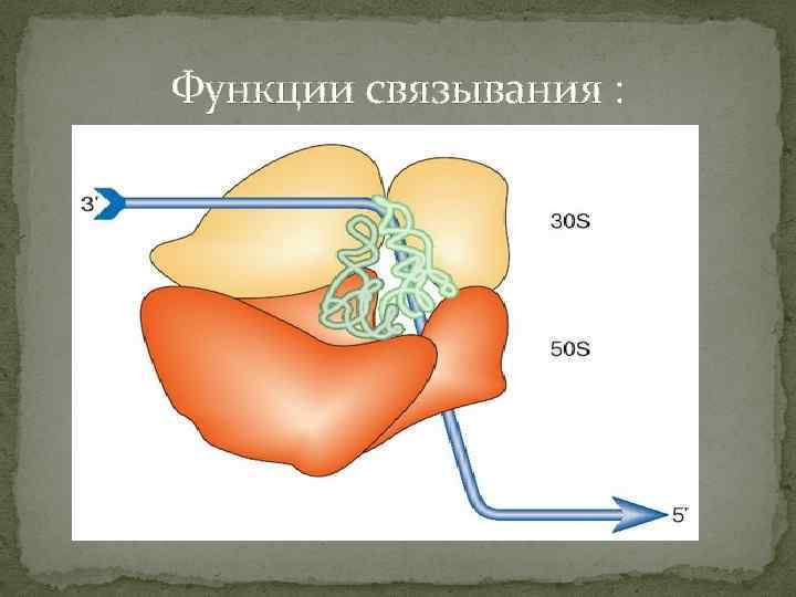 Функции связывания : 