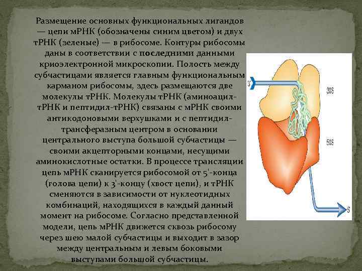 Размещение основных функциональных лигандов — цепи м. РНК (обозначены синим цветом) и двух т.