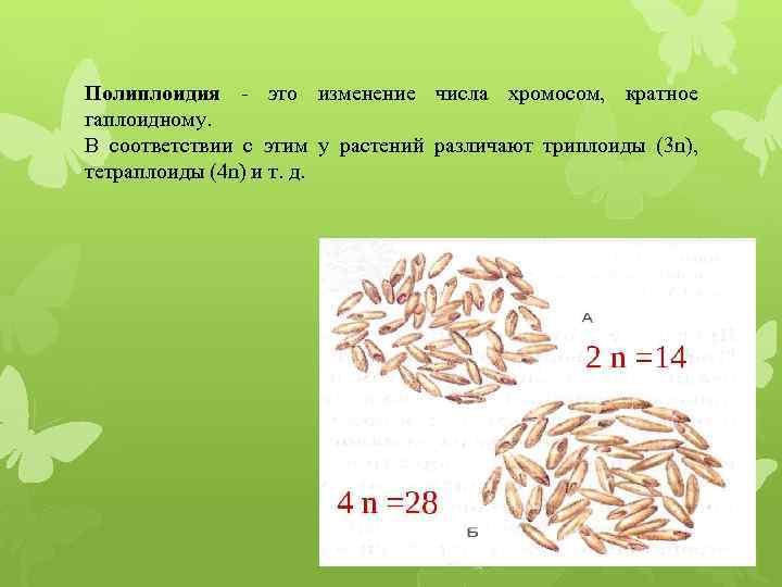 Полиплоидия - это изменение числа хромосом, кратное гаплоидному. В соответствии с этим у растений