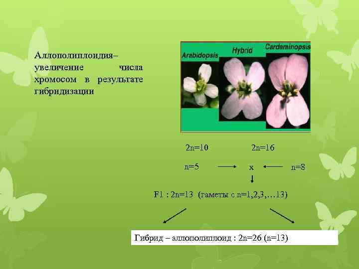Хромосомы определяют окраску растения. Карпеченко аллополиплоидия. Аллополиплоидия у растений. Аллополиплоиды пример растений. Автополиплоидия и аллополиплоидия.