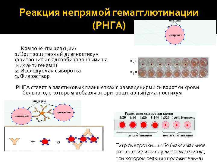 Реакция непрямой гемагглютинации (РНГА) Компоненты реакции: 1. Эритроцитарный диагностикум (эритроциты с адсорбированными на них