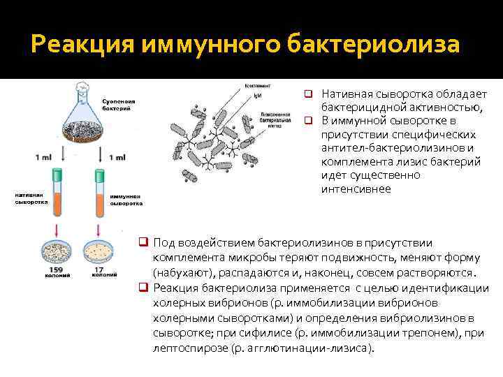 Реакция иммунного бактериолиза Нативная сыворотка обладает бактерицидной активностью, q В иммунной сыворотке в присутствии