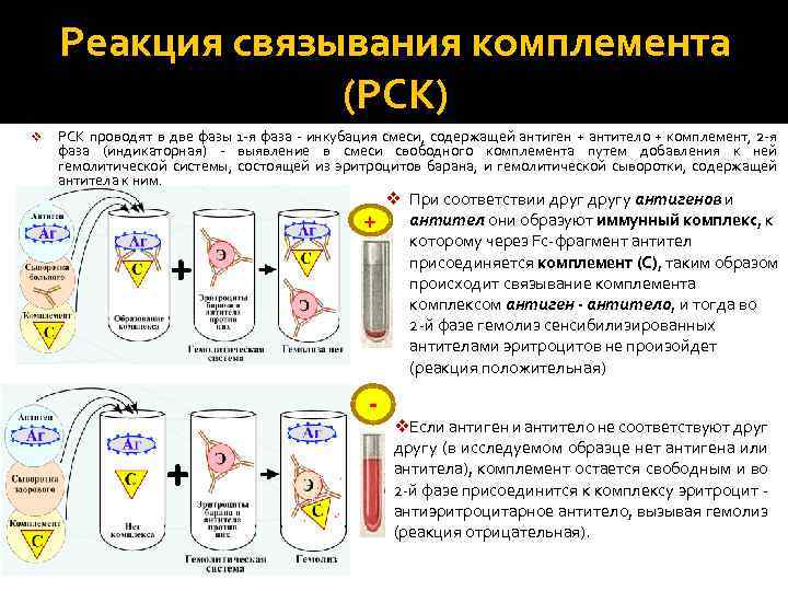 Реакция связывания комплемента (РСК) v PCK проводят в две фазы 1 я фаза инкубация