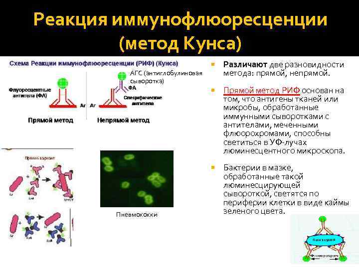 Реакция иммунофлюоресценции (метод Кунса) Прямой метод РИФ основан на том, что антигены тканей или