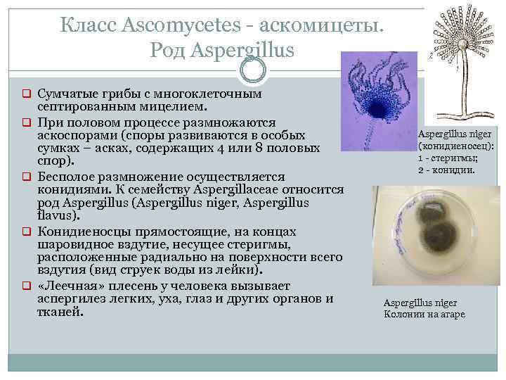 Класс Ascomycetes аскомицеты. Род Aspergillus q Сумчатые грибы с многоклеточным q q септированным мицелием.