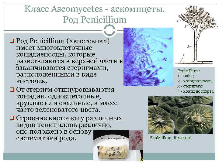 Класс Ascomycetes аскомицеты. Род Penicillium q Род Penicillium ( «кистевик» ) имеет многоклеточные конидиеносцы,