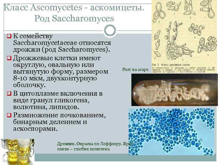 Класс Ascomycetes аскомицеты. Род Saсcharomyces q К семейству Saсcharomycetaceae относятся дрожжи (род Saсcharomyces). q