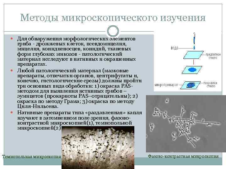 Методы микроскопического изучения Для обнаружения морфологических элементов гриба дрожжевых клеток, псевдомицелия, конидиеносцев, конидий, тканевых