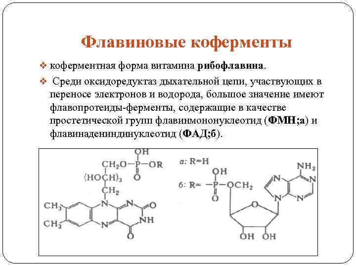 Коферментная форма витамина в3. Рибофлавин коферментная форма.