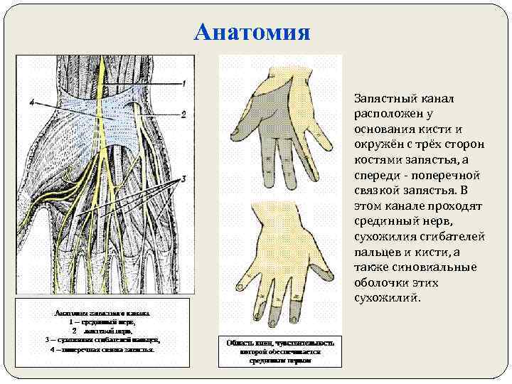 Анатомия Запястный канал расположен у основания кисти и окружён с трёх сторон костями запястья,