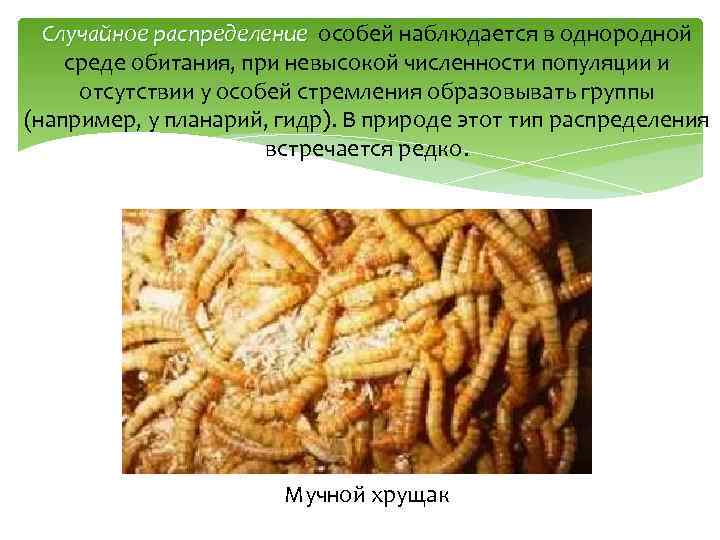 Случайное распределение особей наблюдается в однородной среде обитания, при невысокой численности популяции и отсутствии