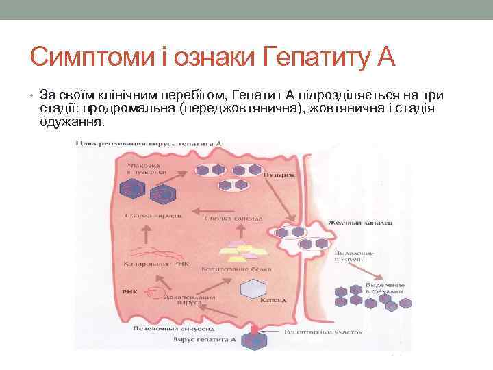 Симптоми і ознаки Гепатиту А • За своїм клінічним перебігом, Гепатит А підрозділяється на