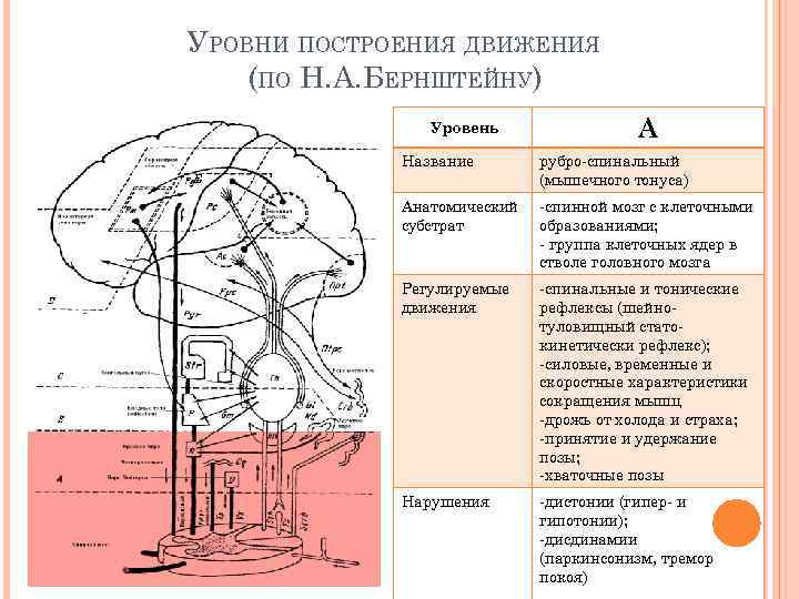 УРОВНИ ПОСТРОЕНИЯ ДВИЖЕНИЯ (ПО Н. А. БЕРНШТЕЙНУ) Уровень А Название рубро-спинальный (мышечного тонуса) Анатомический
