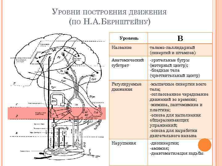 УРОВНИ ПОСТРОЕНИЯ ДВИЖЕНИЯ (ПО Н. А. БЕРНШТЕЙНУ) Уровень Е В Название таламо-паллидарный (синергий и
