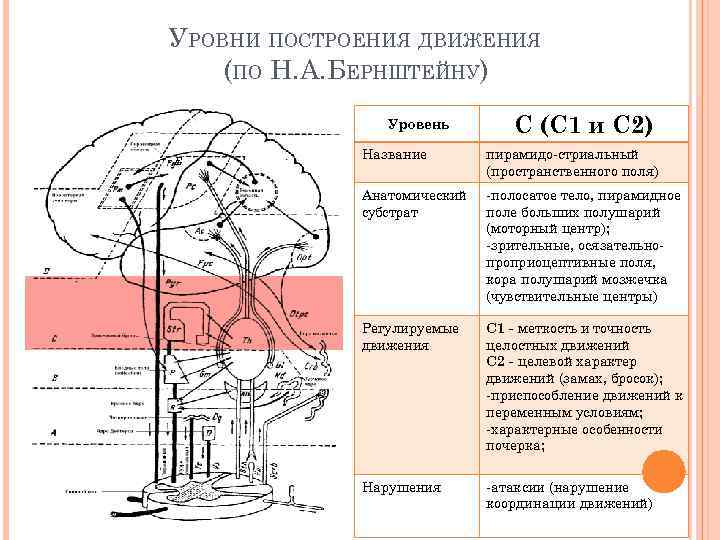 Структура двигательного дефекта при дцп презентация