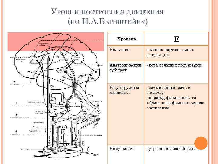 УРОВНИ ПОСТРОЕНИЯ ДВИЖЕНИЯ (ПО Н. А. БЕРНШТЕЙНУ) Уровень Е Е Название высших кортикальных регуляций