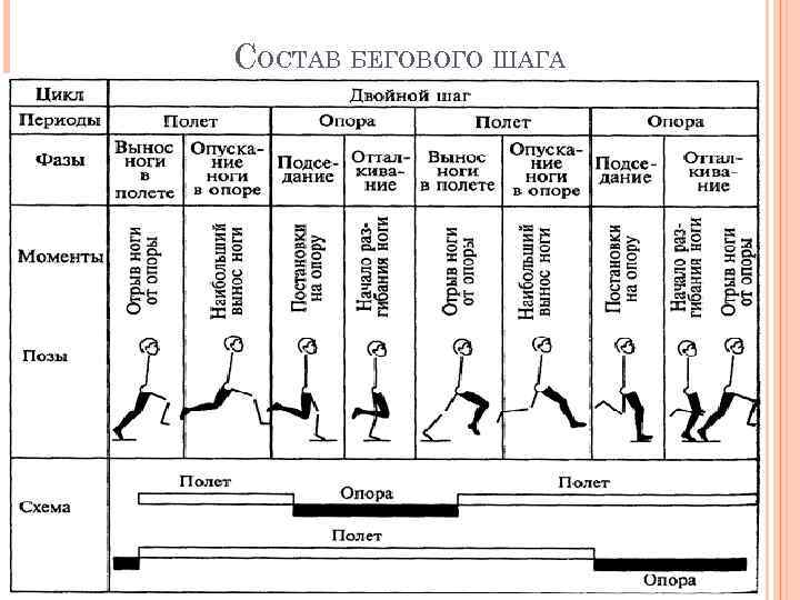 СОСТАВ БЕГОВОГО ШАГА 