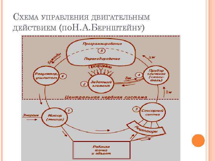 Организация произвольного движения. Управление в Нидерландах схема. Схема система управления Нидерландов. Схема управления людьми. Состав системы движений.