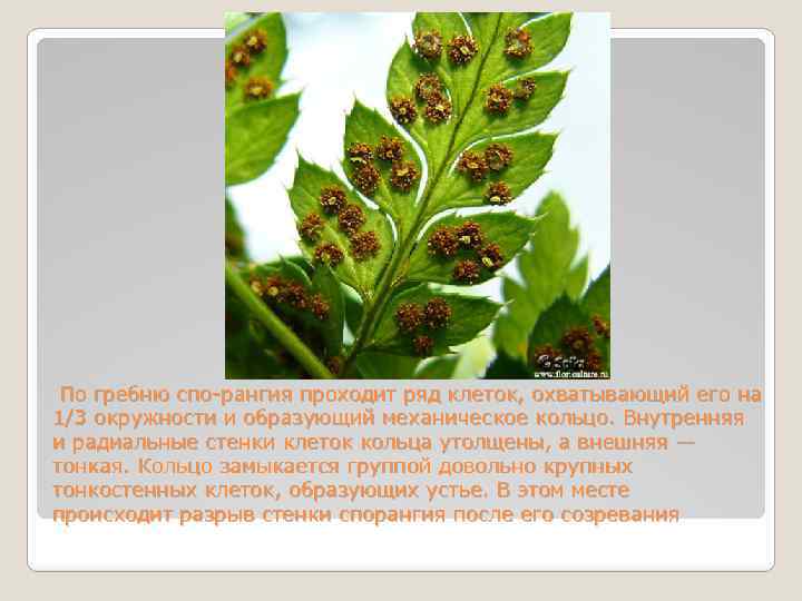  По гребню спо рангия проходит ряд клеток, охватывающий его на 1/3 окружности и