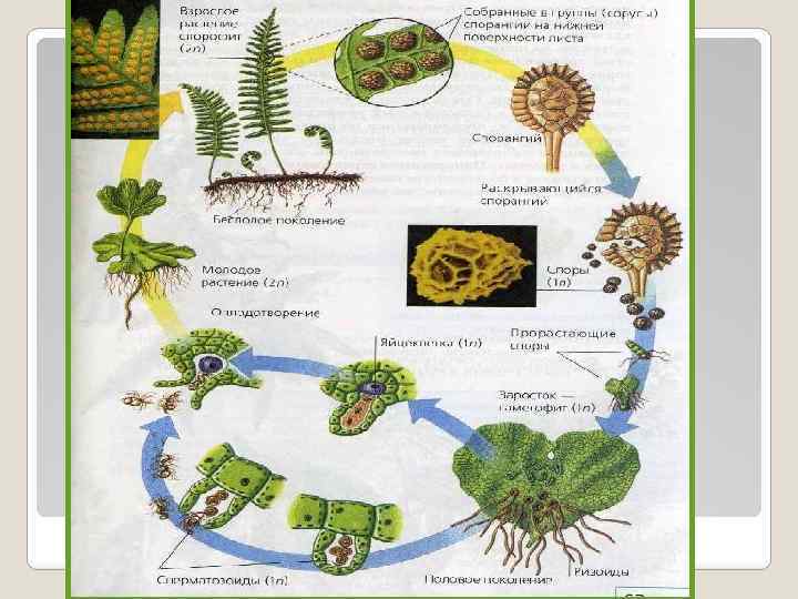 Рассмотрите рисунок на котором изображен жизненный цикл папоротника