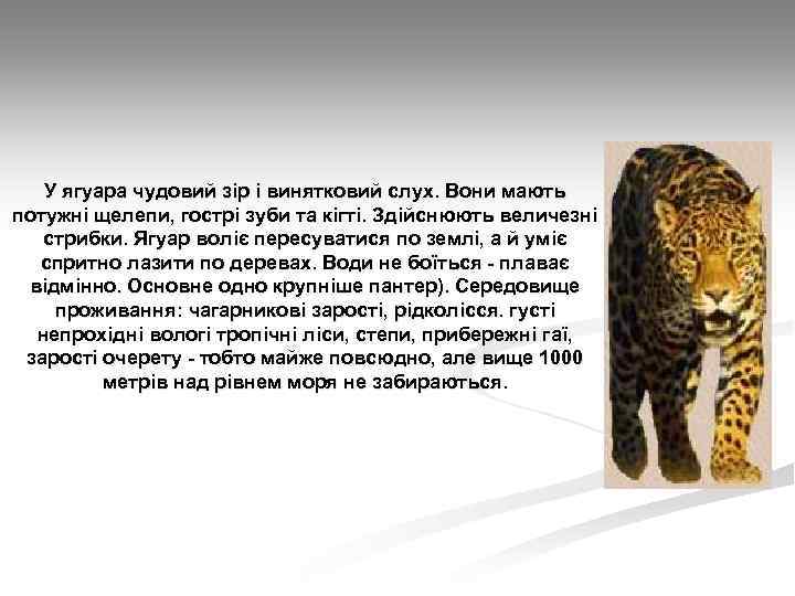 У ягуара чудовий зір і винятковий слух. Вони мають потужні щелепи, гострі зуби та