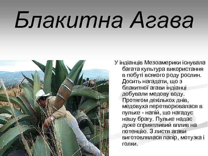 Блакитна Агава У індіанців Мезоамерики існувала багата культура використання в побуті всякого роду рослин.